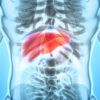 Understanding the Liver liver
